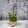 Small cube glass terrarium with live plants by Wild Roots Gifting – compact indoor garden decor for Delhi NCR and Dehradun homes and offices