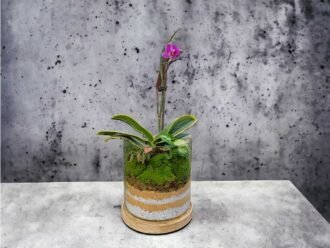 Small cube glass terrarium with live plants by Wild Roots Gifting – compact indoor garden decor for Delhi NCR and Dehradun homes and offices
