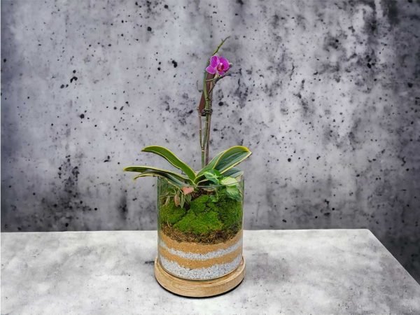 Small cube glass terrarium with live plants by Wild Roots Gifting – compact indoor garden decor for Delhi NCR and Dehradun homes and offices