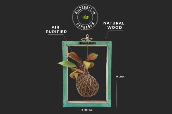 Air-purifying kokedama moss ball in mango wood frame by Wild Roots Gifting – natural wall decor for healthier indoor spaces in Delhi NCR and Dehradun