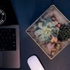Elegant cube glass terrarium with thriving succulents and natural moss by Wild Roots Gifting – eco-friendly indoor plant decor in Delhi NCR and Dehradun