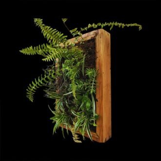 "Fern plant frame for wall decor and gifting by Wild Roots Gifting – natural green art for homes and offices in Delhi NCR and Dehradun