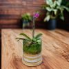 Small cube glass terrarium with live plants by Wild Roots Gifting – compact indoor garden decor for Delhi NCR and Dehradun homes and offices