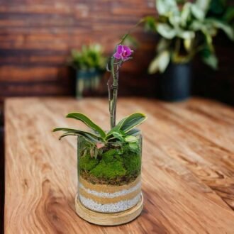 Small cube glass terrarium with live plants by Wild Roots Gifting – compact indoor garden decor for Delhi NCR and Dehradun homes and offices