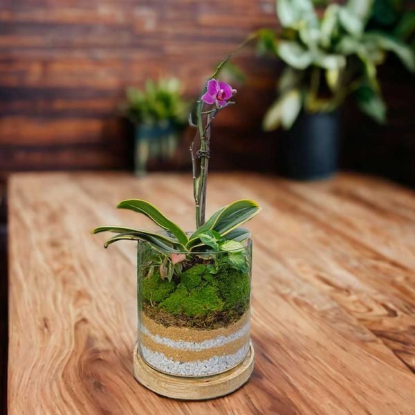 Small cube glass terrarium with live plants by Wild Roots Gifting – compact indoor garden decor for Delhi NCR and Dehradun homes and offices