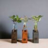 Test tube planter with wooden stand and live plants by Wild Roots Gifting – minimalist indoor green decor for Delhi NCR and Dehradun homes and office