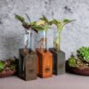 Test tube planter with wooden stand and live plants by Wild Roots Gifting – minimalist indoor green decor for Delhi NCR and Dehradun homes and office