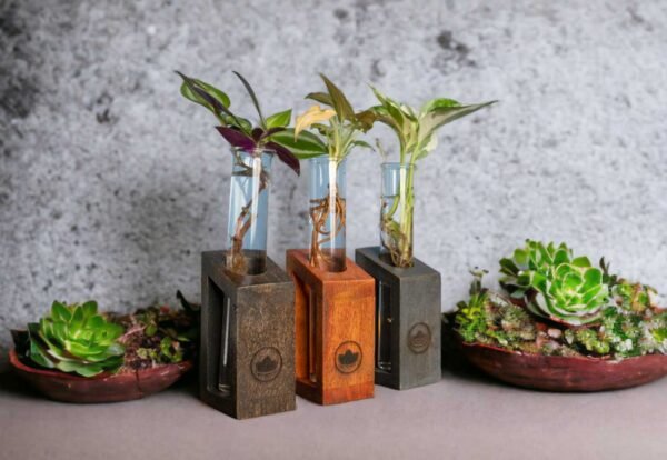 Test tube planter with wooden stand and live plants by Wild Roots Gifting – minimalist indoor green decor for Delhi NCR and Dehradun homes and office