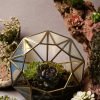 Diamond-shaped glass terrarium with live plants by Wild Roots Gifting – modern indoor garden decor for Delhi NCR and Dehradun homes and offices