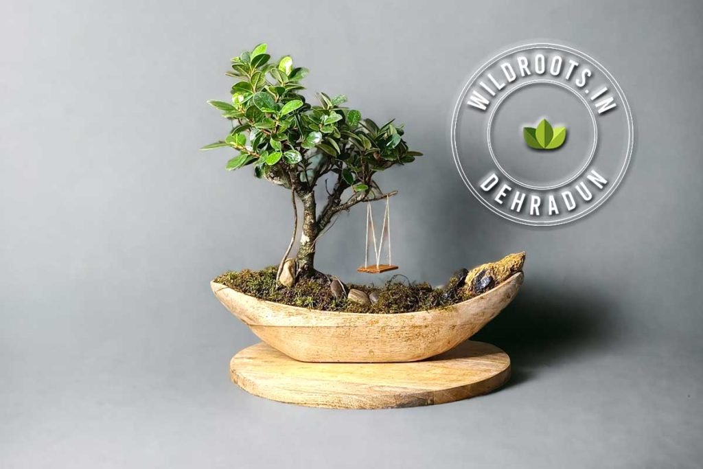 Gifting ficus bonsai planted in a hand carved ship shaped wooden pot