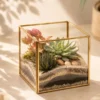 cube shaped glass succulent terrarium for desktop decor and gifting with geometric glass planter and indoor succulents in Delhi NCR India