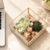 cube shaped glass succulent terrarium for desktop decor and gifting with geometric glass planter and indoor succulents in Delhi NCR India