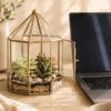 Desktop glass terrarium with real succulents by Wild Roots Gifting for gifting, office desk décor, home decoration, and corporate gifts in Delhi NCR and across India.