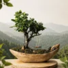 Elegant ficus bonsai planted in a hand-carved mango wood boat planter, styled as a premium natural décor piece for gifting and home interiors.