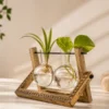 Premium double hydro pendulum vase with hand-carved mango wood frame and dual borosilicate glass planters, styled as elegant hydroponic desktop décor for home, office, gifting, and return gifts.