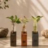 Set of three premium wooden test tube hydroponic planters with indoor plants, designed as elegant desktop décor for home, office, gifting, and modern interiors.