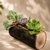 Handcrafted natural mango wood log planter with succulents for desktop décor and gifting