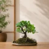 Original Ficus Bonsai tree on a wooden plate with natural moss and decorative rocks for premium home decor and gifting.