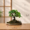 Original Ficus Bonsai tree on a wooden plate with natural moss and decorative rocks for premium home decor and gifting.