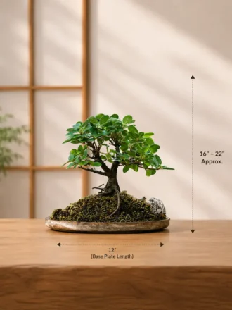 Original Ficus Bonsai tree on a wooden plate with natural moss and decorative rocks for premium home decor and gifting.