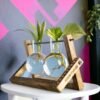 Buy Hydro pendulum vase planter online from gifting.wildroots.in