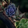 Succulents grown on rustic wooden log planter with Wild Roots Gifting logo – handcrafted eco-friendly decor in Delhi NCR and Dehradun