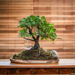 Wooden Plate ficus gifting bonsai with miniature wooden swing.