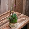 Small cube glass terrarium with live plants by Wild Roots Gifting – compact indoor garden decor for Delhi NCR and Dehradun homes and offices