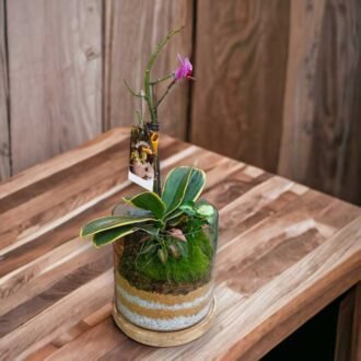 Small cube glass terrarium with live plants by Wild Roots Gifting – compact indoor garden decor for Delhi NCR and Dehradun homes and offices