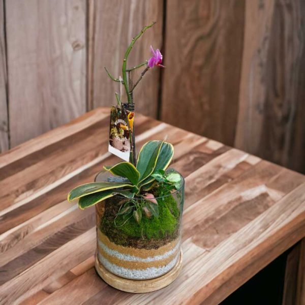 Small cube glass terrarium with live plants by Wild Roots Gifting – compact indoor garden decor for Delhi NCR and Dehradun homes and offices