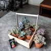 Wooden plant basket holding six live plants by Wild Roots Gifting – eco-friendly multi-plant indoor decor for Delhi NCR and Dehradun homes and offices