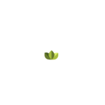 Wild Roots Gifting logo