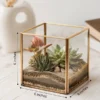 cube shaped glass succulent terrarium for desktop decor and gifting with geometric glass planter and indoor succulents in Delhi NCR India
