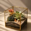 cube shaped glass succulent terrarium for desktop decor and gifting with geometric glass planter and indoor succulents in Delhi NCR India