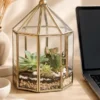 Desktop glass terrarium with real succulents by Wild Roots Gifting for gifting, office desk décor, home decoration, and corporate gifts in Delhi NCR and across India.