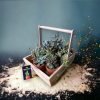 Wooden plant basket holding six live plants by Wild Roots Gifting – eco-friendly multi-plant indoor decor for Delhi NCR and Dehradun homes and offices