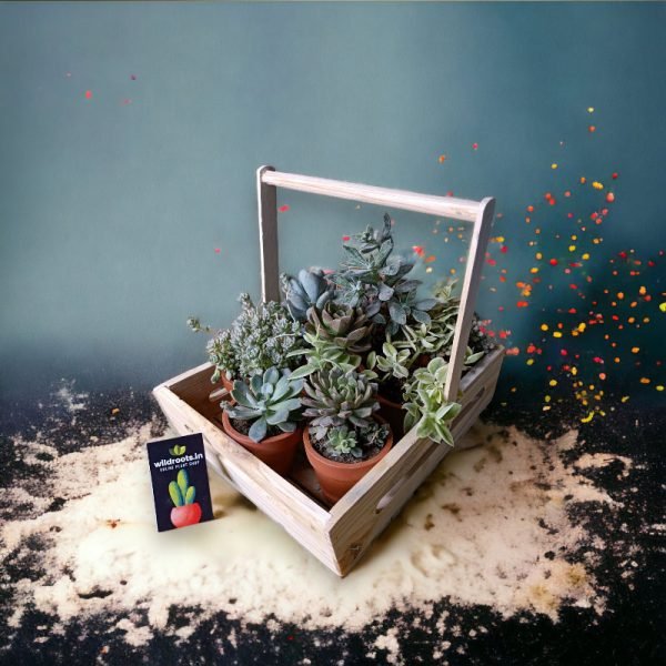 Wooden plant basket holding six live plants by Wild Roots Gifting – eco-friendly multi-plant indoor decor for Delhi NCR and Dehradun homes and offices