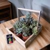 Wooden plant basket holding six live plants by Wild Roots Gifting – eco-friendly multi-plant indoor decor for Delhi NCR and Dehradun homes and offices