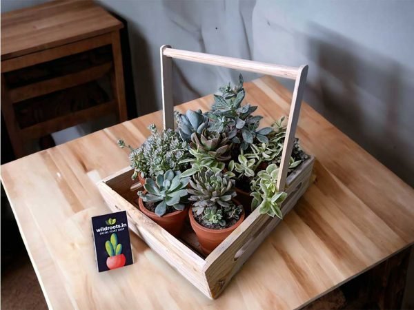 Wooden plant basket holding six live plants by Wild Roots Gifting – eco-friendly multi-plant indoor decor for Delhi NCR and Dehradun homes and offices