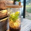 Capsule-shaped glass terrarium with live plants by Wild Roots Gifting – sustainable decor for homes and offices in Delhi NCR and Dehradun