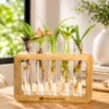 Set of five handcrafted glass test tube planters in raw mango wood stand for desktop plant propagation and modern indoor home décor.