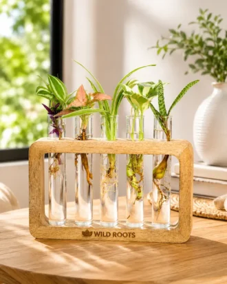 Set of five handcrafted glass test tube planters in raw mango wood stand for desktop plant propagation and modern indoor home décor.