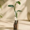 Hydroponic desktop plant holder with mango wood base and glass test tubes for indoor plants and modern office desk décor.