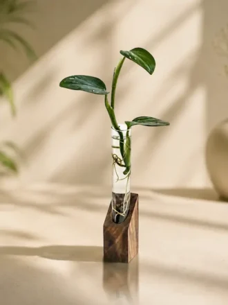 Hydroponic desktop plant holder with mango wood base and glass test tubes for indoor plants and modern office desk décor.
