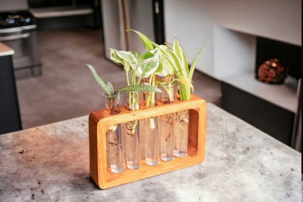 Test tube planter with live plant on handcrafted wooden stand by Wild Roots Gifting – eco-friendly indoor decor in Delhi NCR and Dehradun