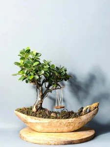 Bonsai Gift in a hand carved ship shaped wooden pot
