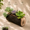 Handcrafted natural mango wood log planter with succulents for desktop décor and gifting