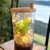 Elegant capsule terrarium with handcrafted miniature plants by Wild Roots Gifting – green decor for urban homes in Delhi NCR and Dehradun