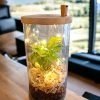 Glass jar terrarium with live plants by Wild Roots Gifting – eco-friendly indoor garden decor for Delhi NCR and Dehradun homes and offices