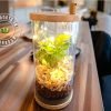 Glass jar terrarium with live plants by Wild Roots Gifting – eco-friendly indoor garden decor for Delhi NCR and Dehradun homes and offices